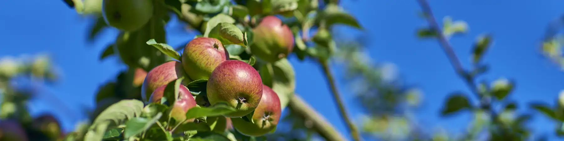 close up of apple tree in bloom