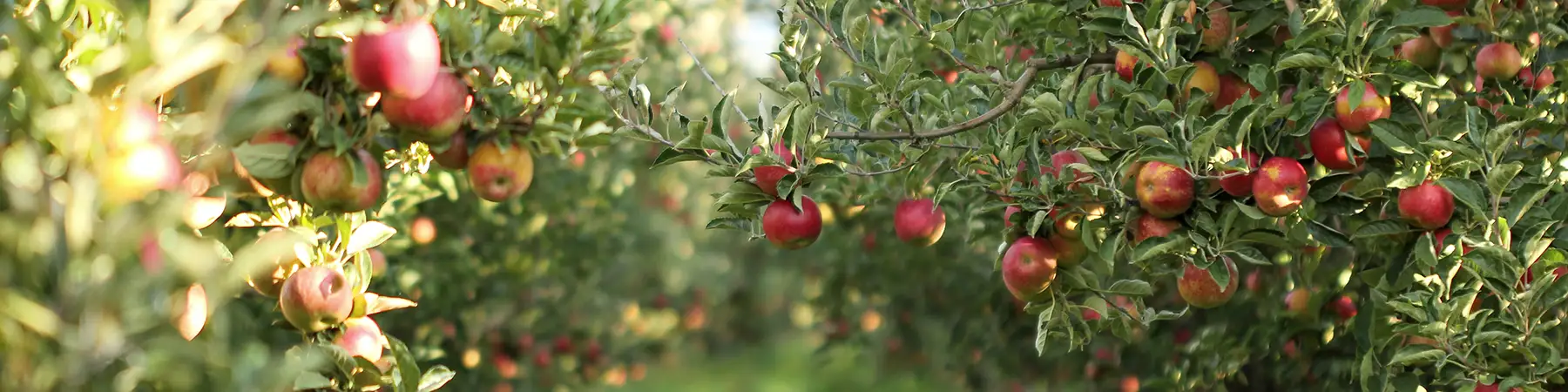 close up of apple orchard trees