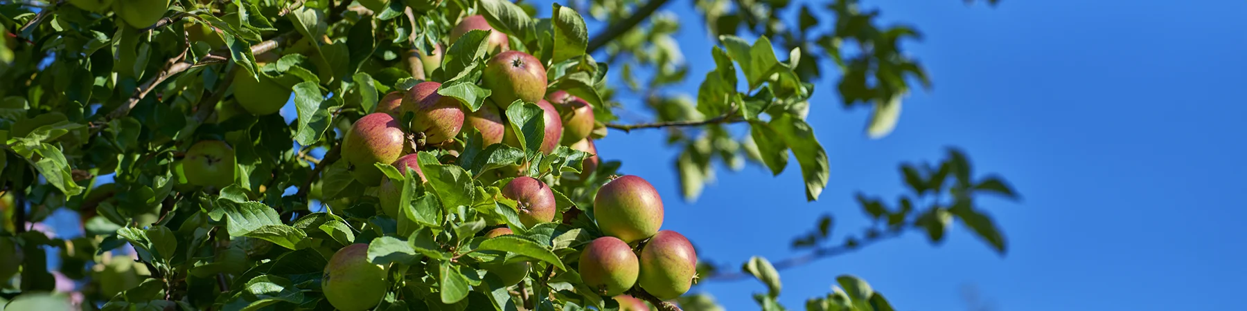 close up of apples on apple tree