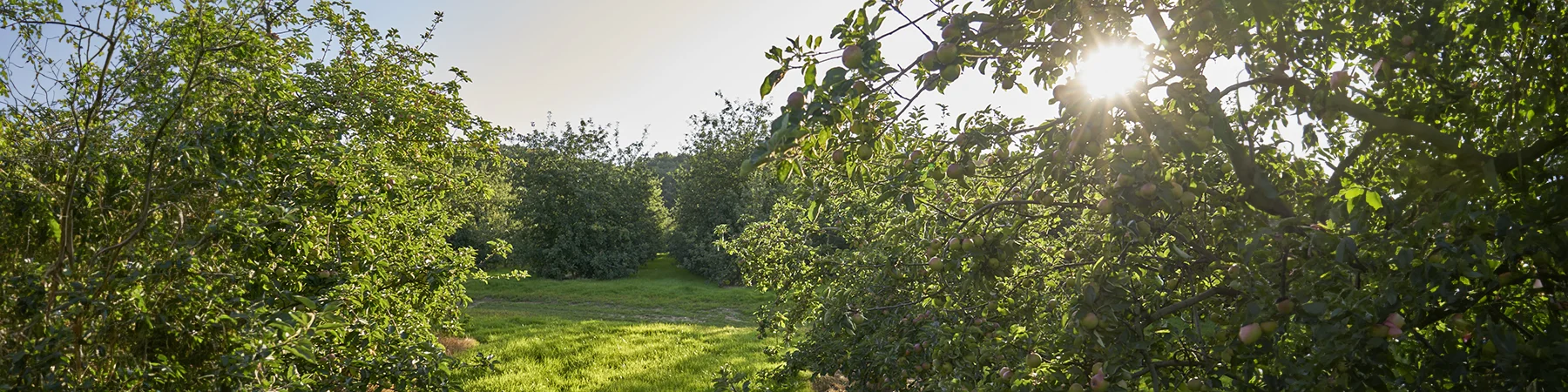 picture of apple orchard