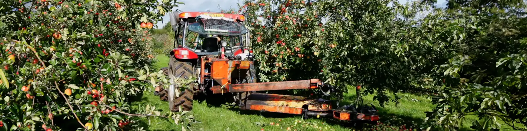 tractor picking apples from cider orchard