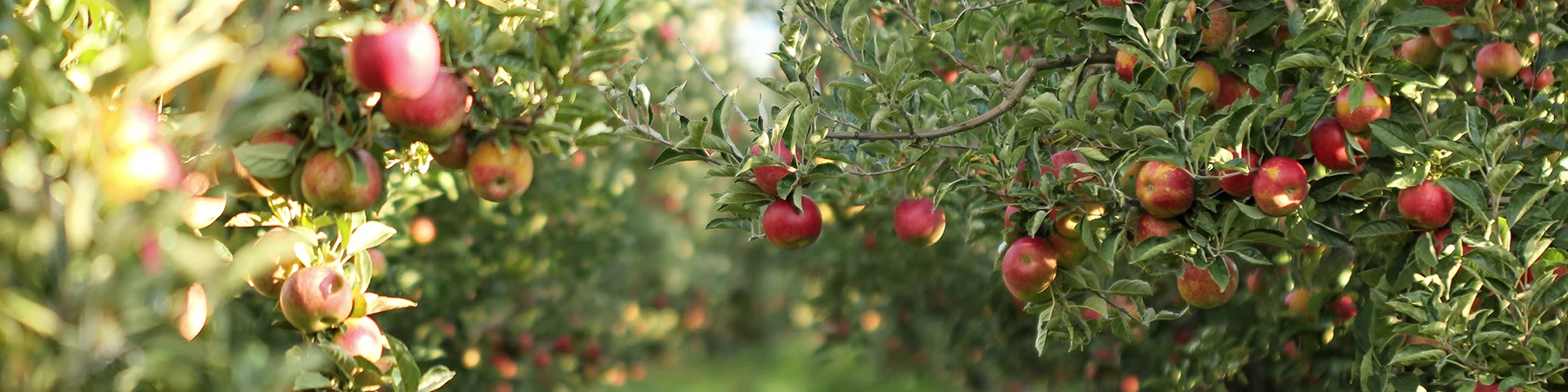 close up of apple trees in orchard